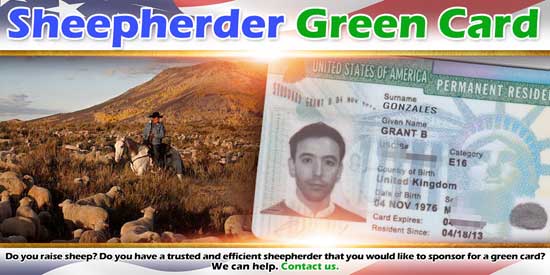 Sheepherder Green Card